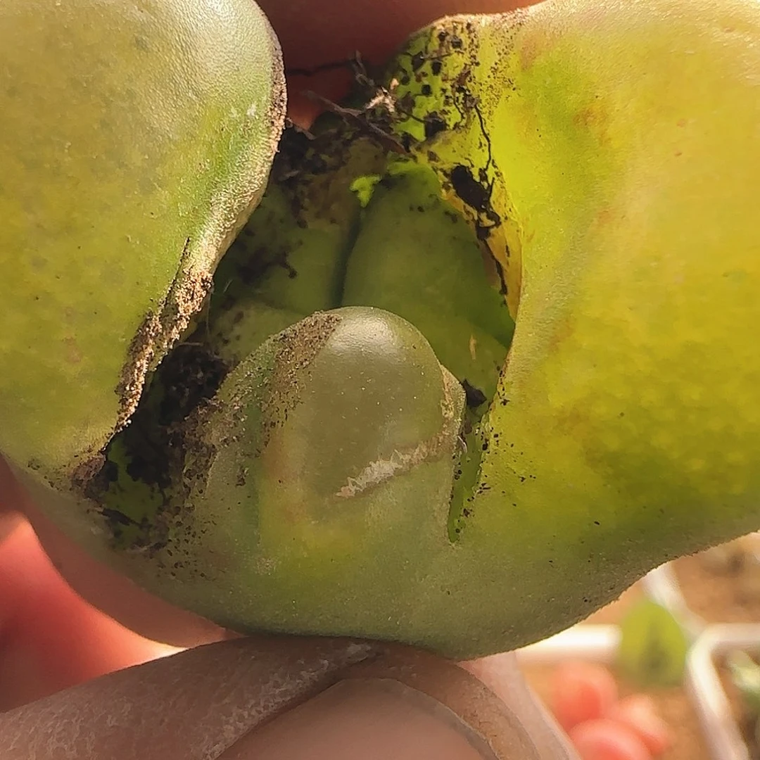 我***卡28包邮脱土发货27083