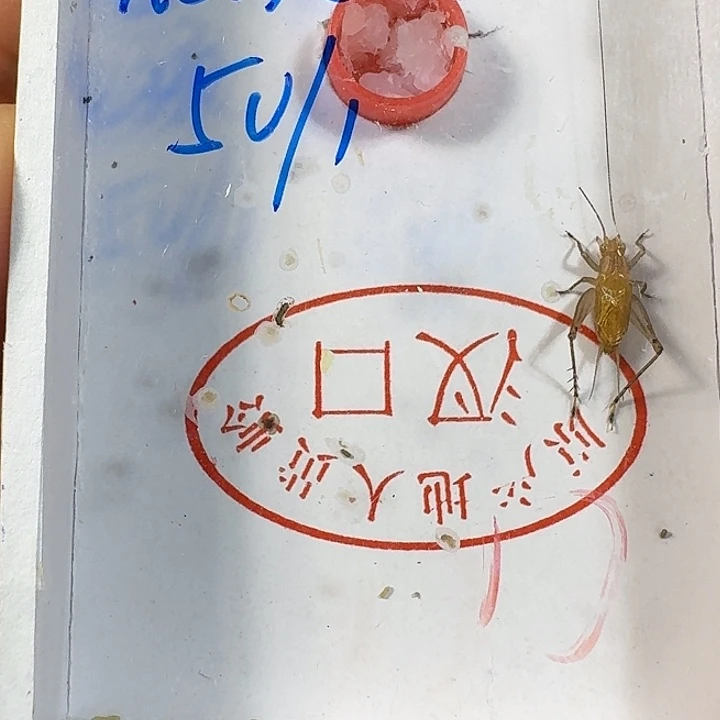 花***匠蟋蟀111111111111111111111