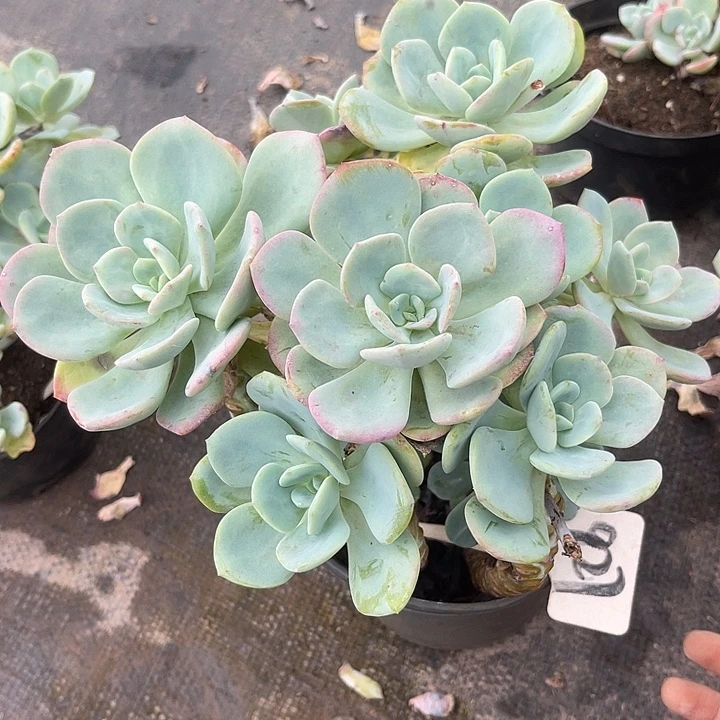 晨语多肉，一物一拍927