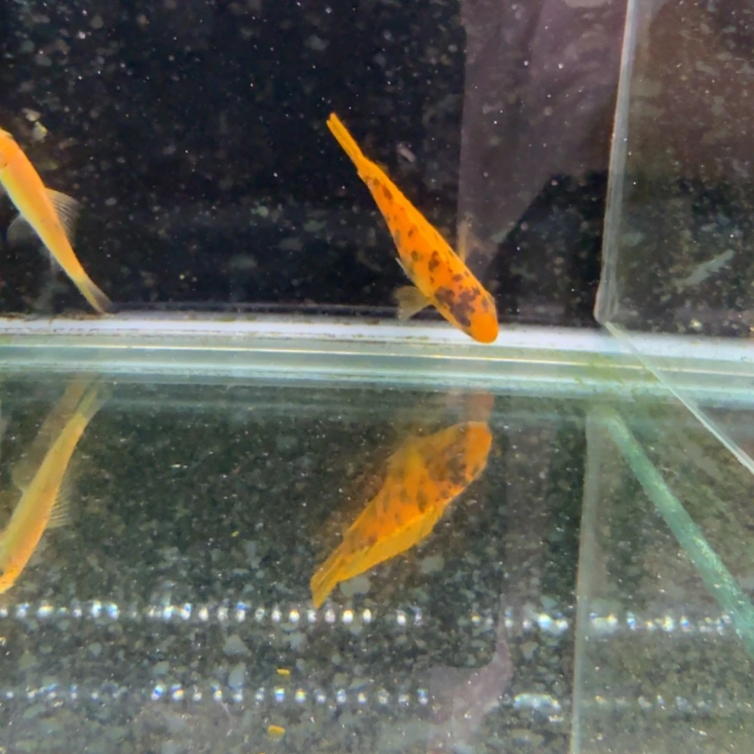 慈鲷823黄金斑马mc。