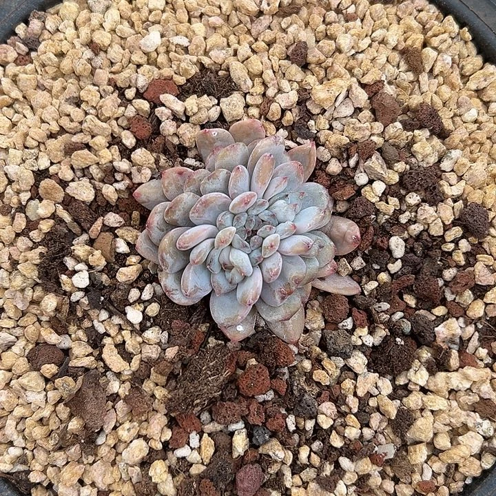 天***华星星雪群生缀化多肉