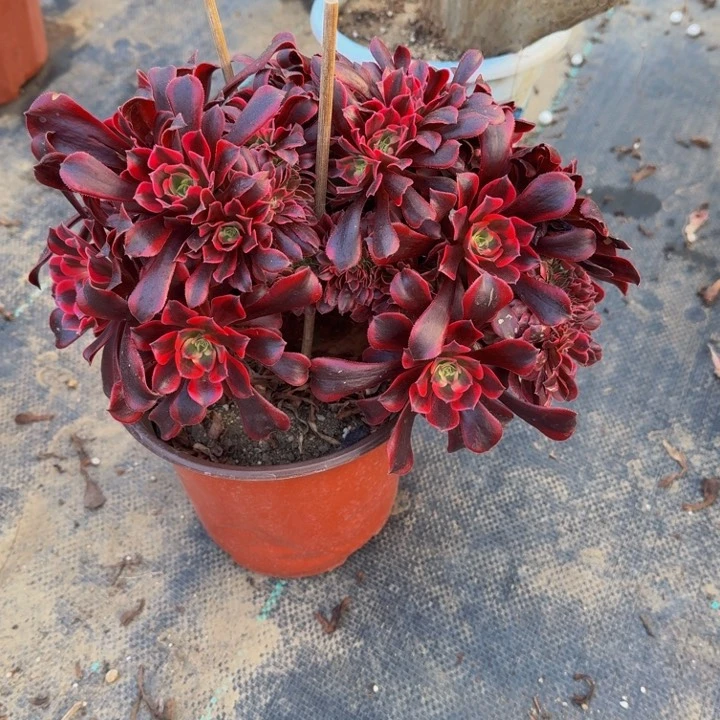 红陶T****张法师法师法师156