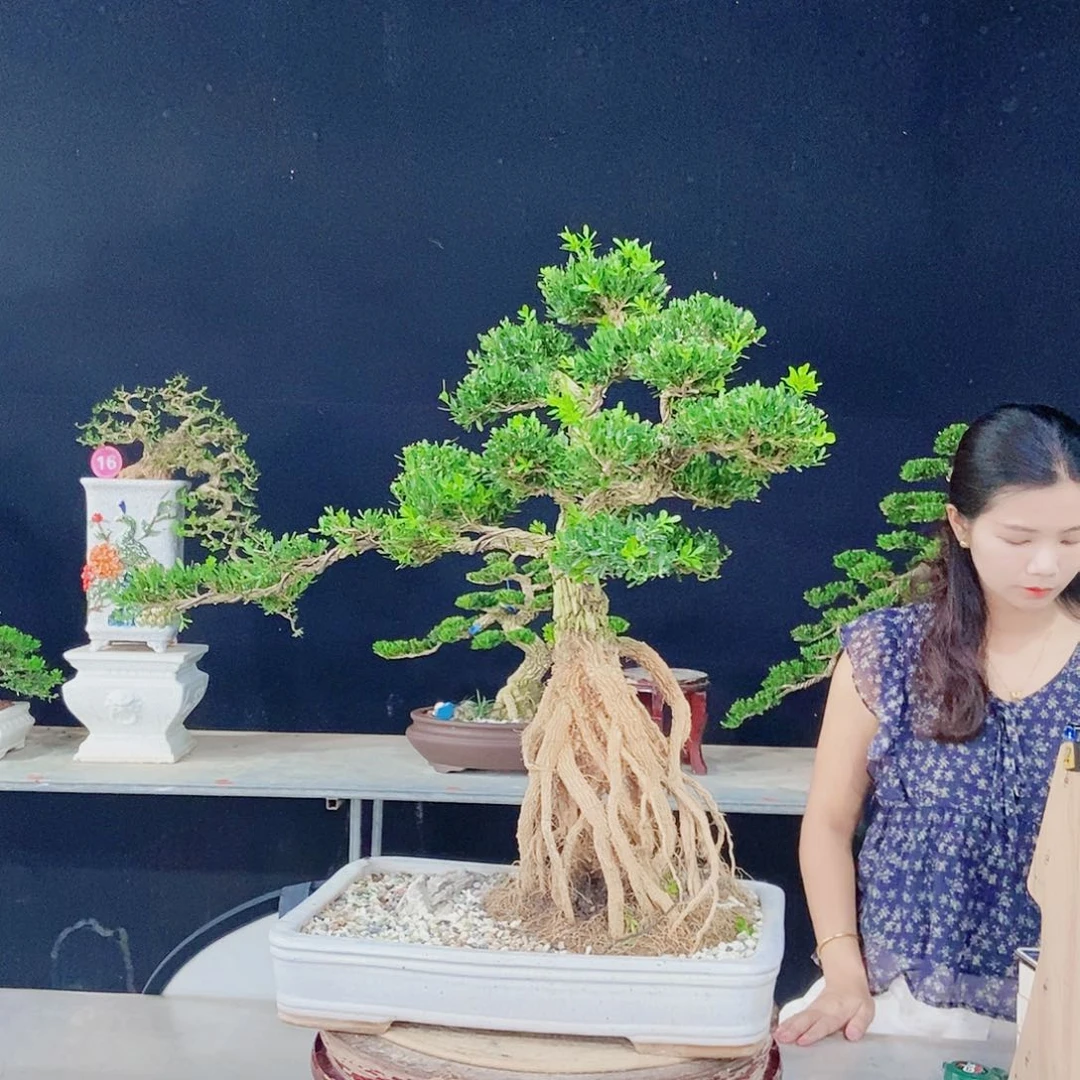 当前无花朵，栽培后可花朵