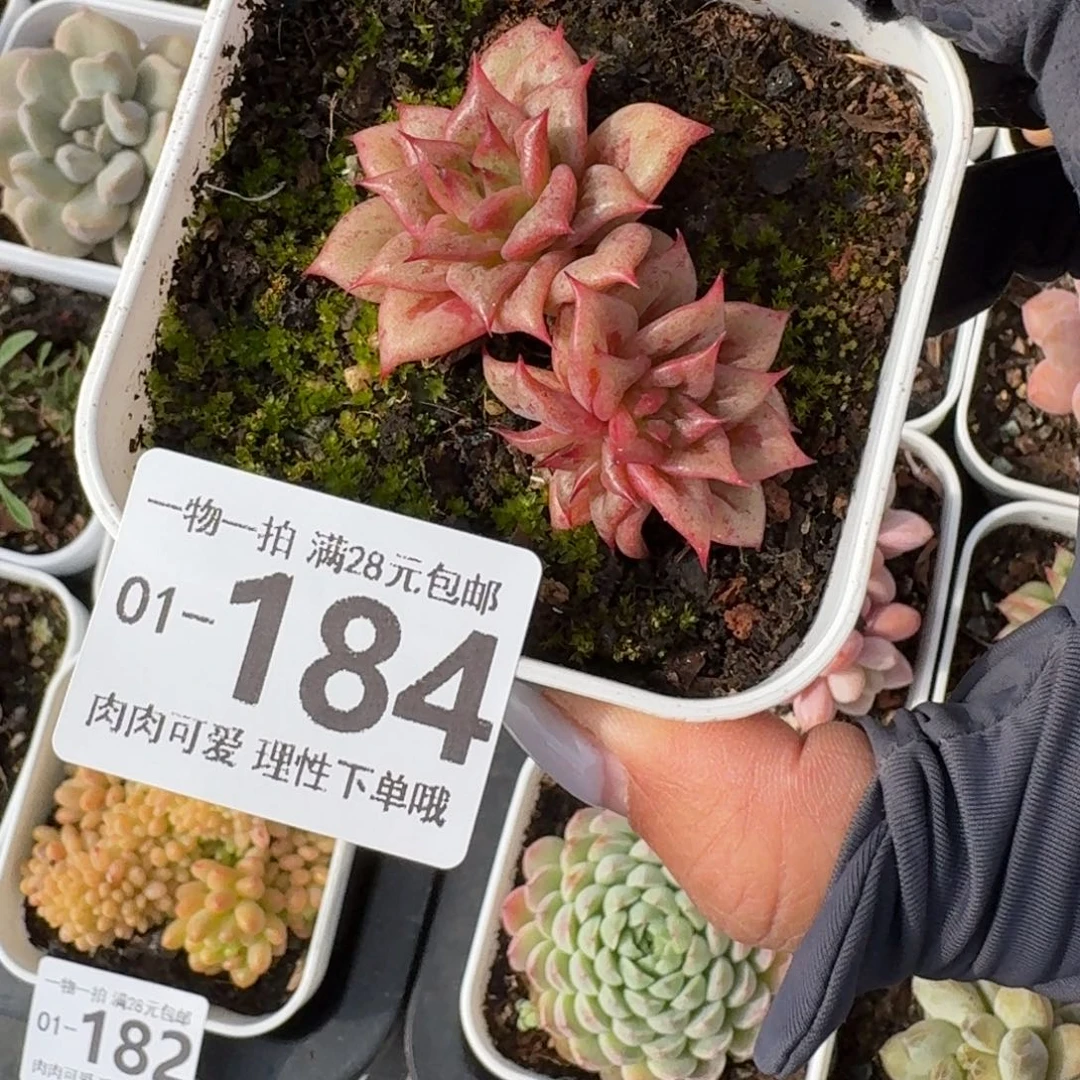 林肯无盆土发货无