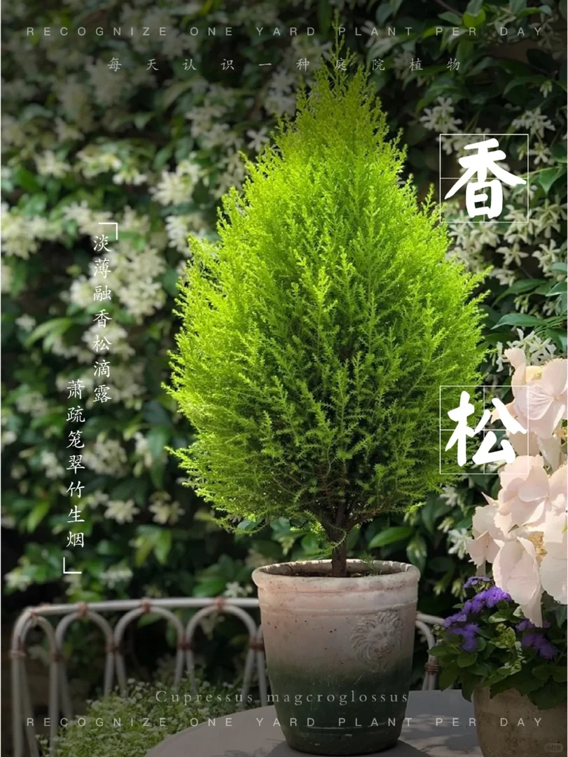 【香松】  盆栽室内外绿植四季常青北欧风圣诞树花卉
