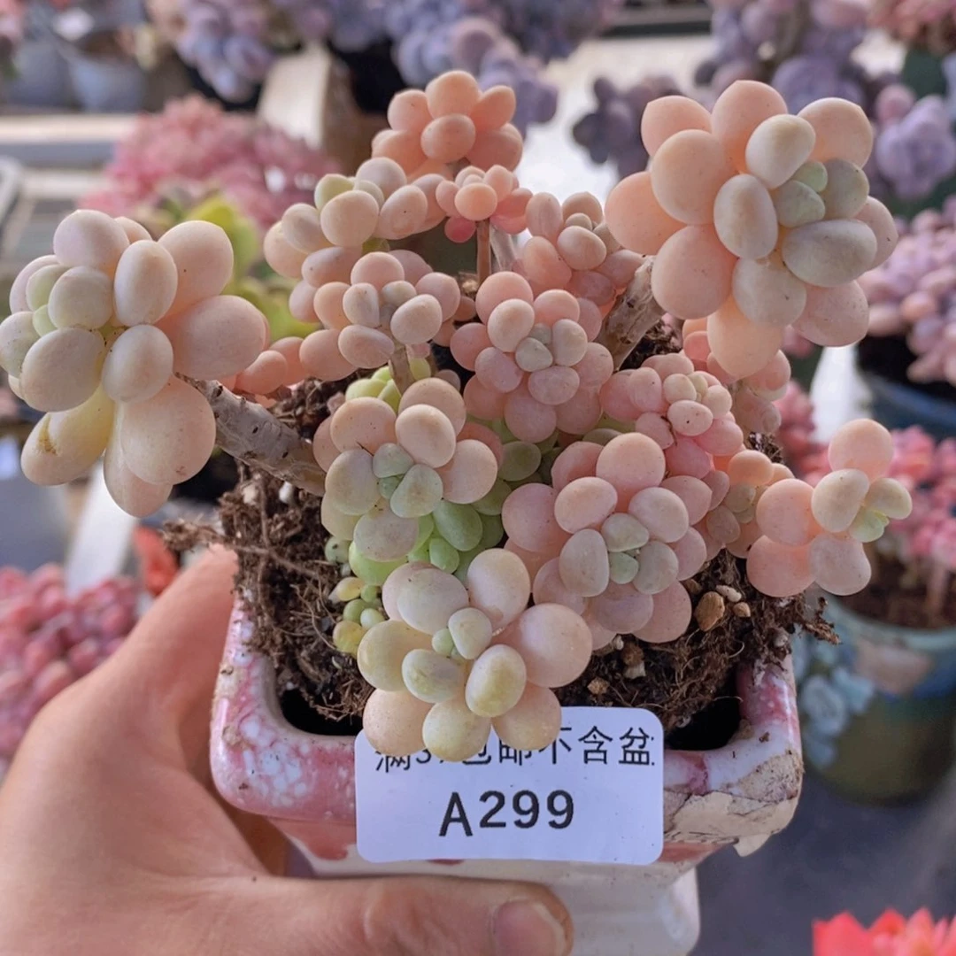 洛可可9cm299多肉植物
