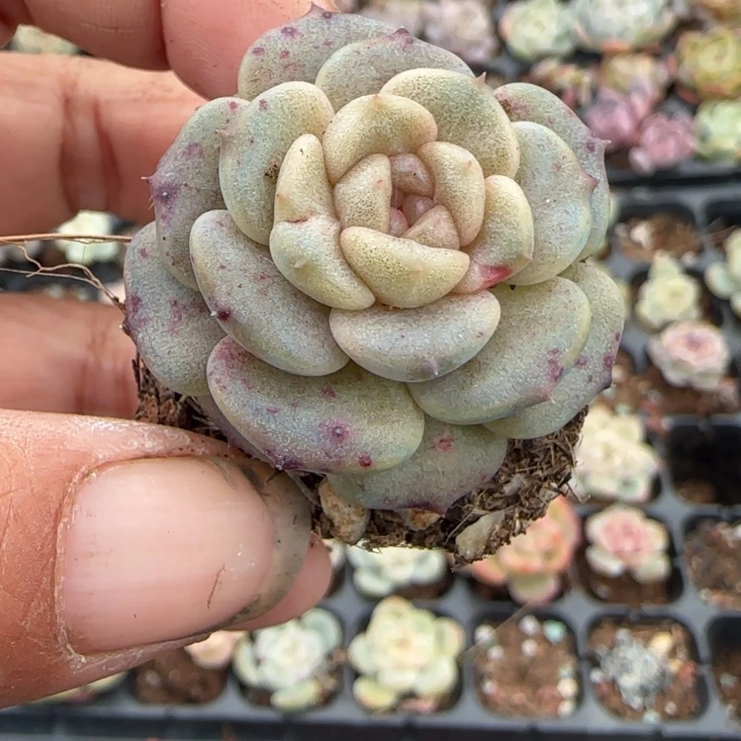 多肉小卡拉米糖心一物一拍