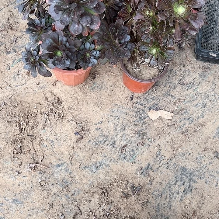 法师植物链接一物一拍42