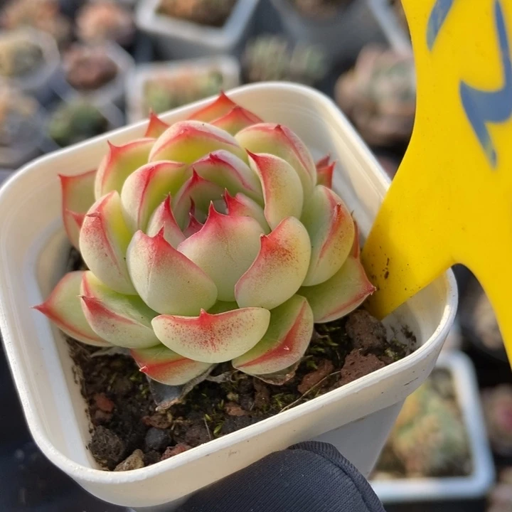 722勾魂仙子多肉植物保护