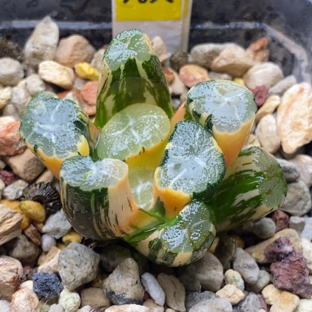 577号白妙万象锦锦