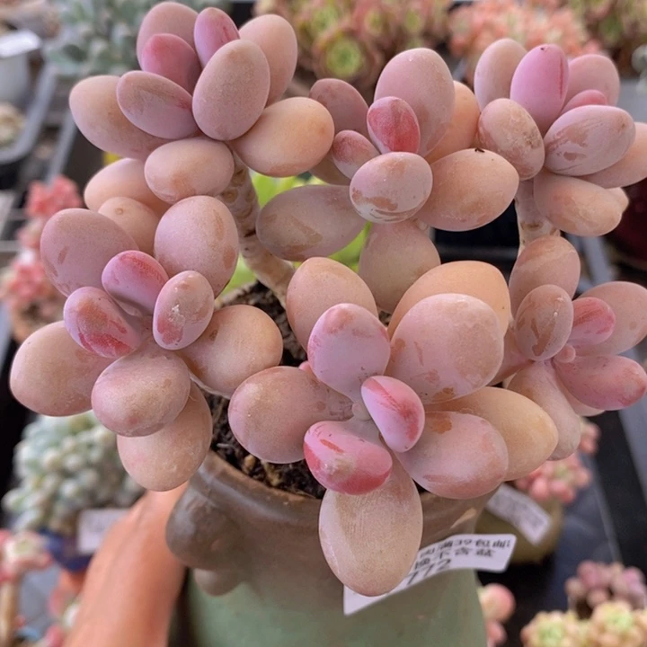 糖果桃蛋老桩12cm772多肉植物