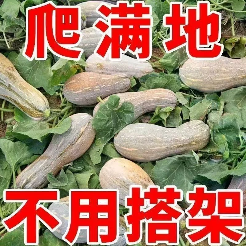 【蜜本南瓜种子】家庭阳台小院盆栽地栽四季种植香甜软糯