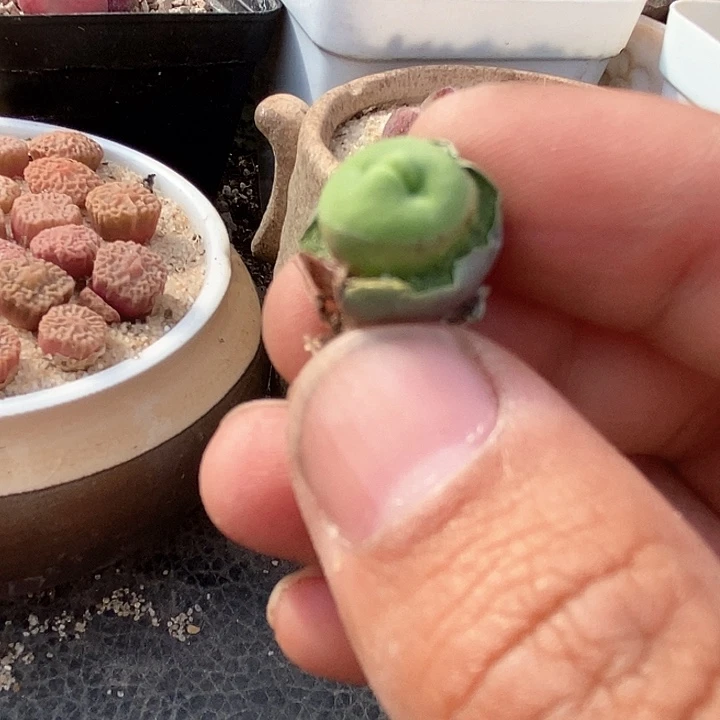 46520嘟嘟嘴一颗