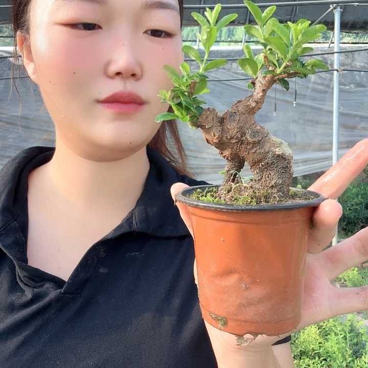 o***d无花朵给哥哥好宝贝