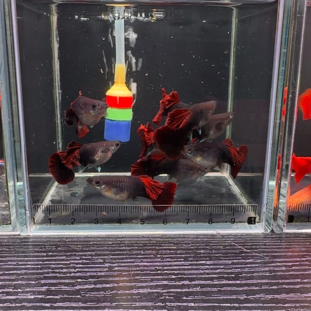 孔雀鱼菊花帆孔雀鱼买8条➕2条备损