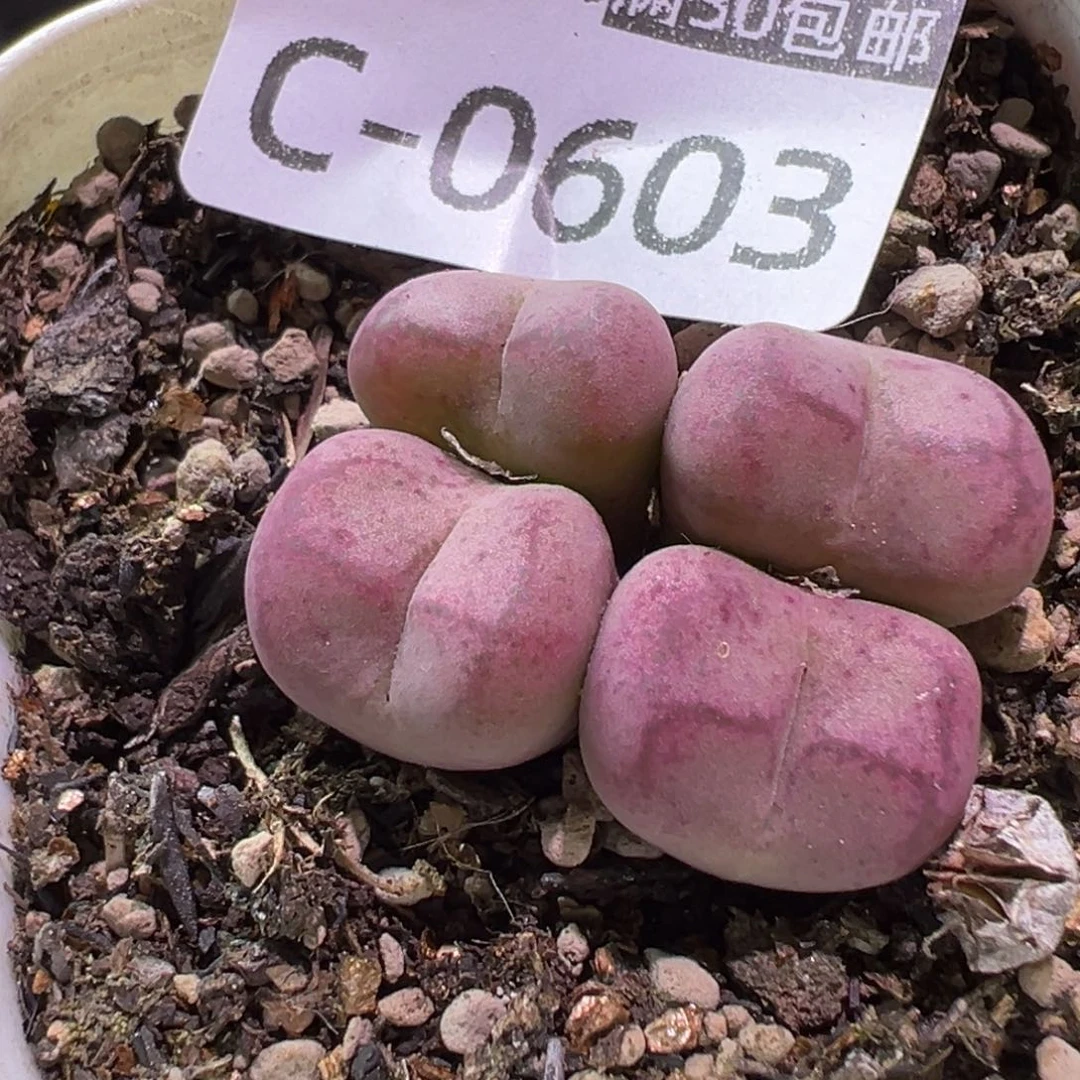 多肉植物11111111111111