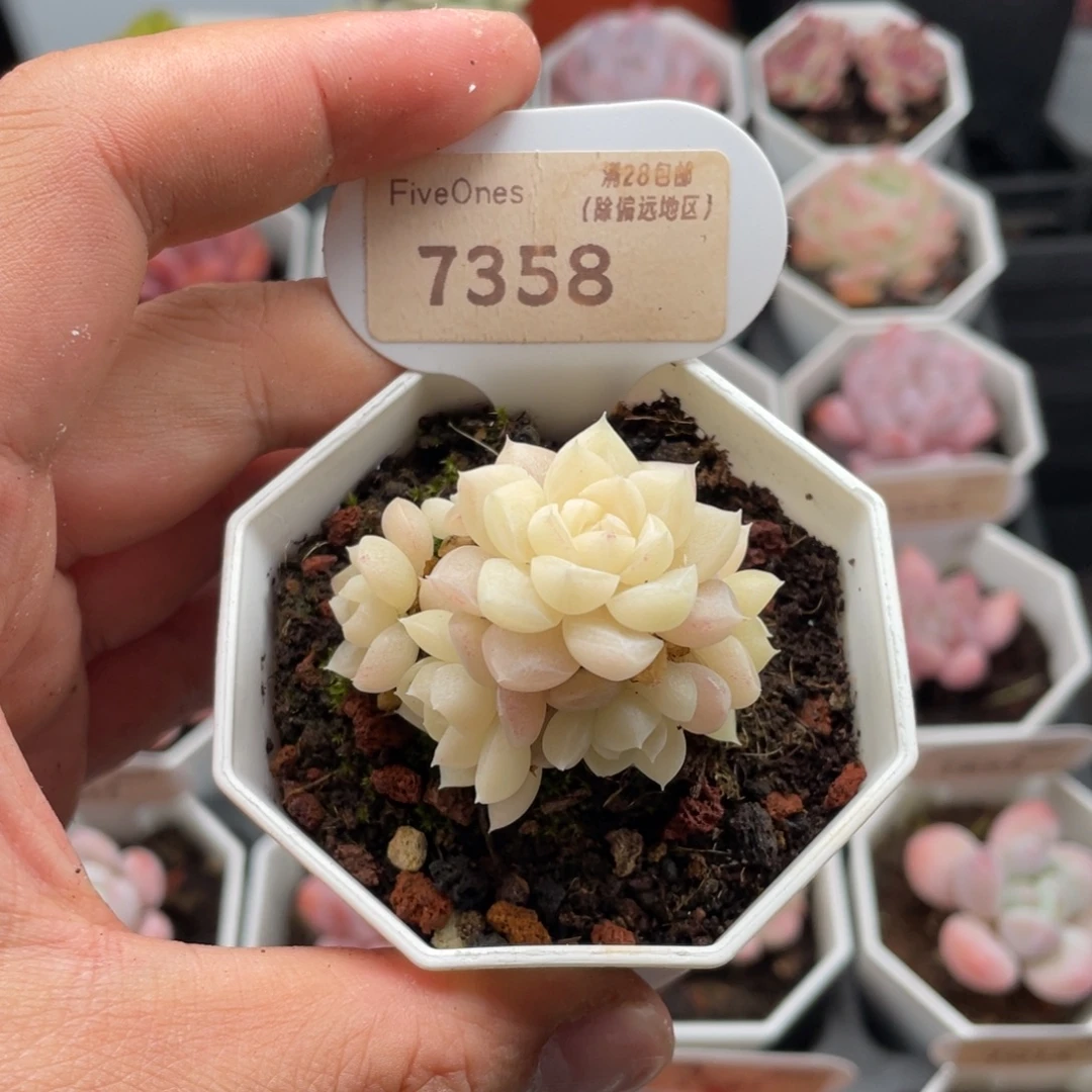 白天鹅7358-4.5厘米