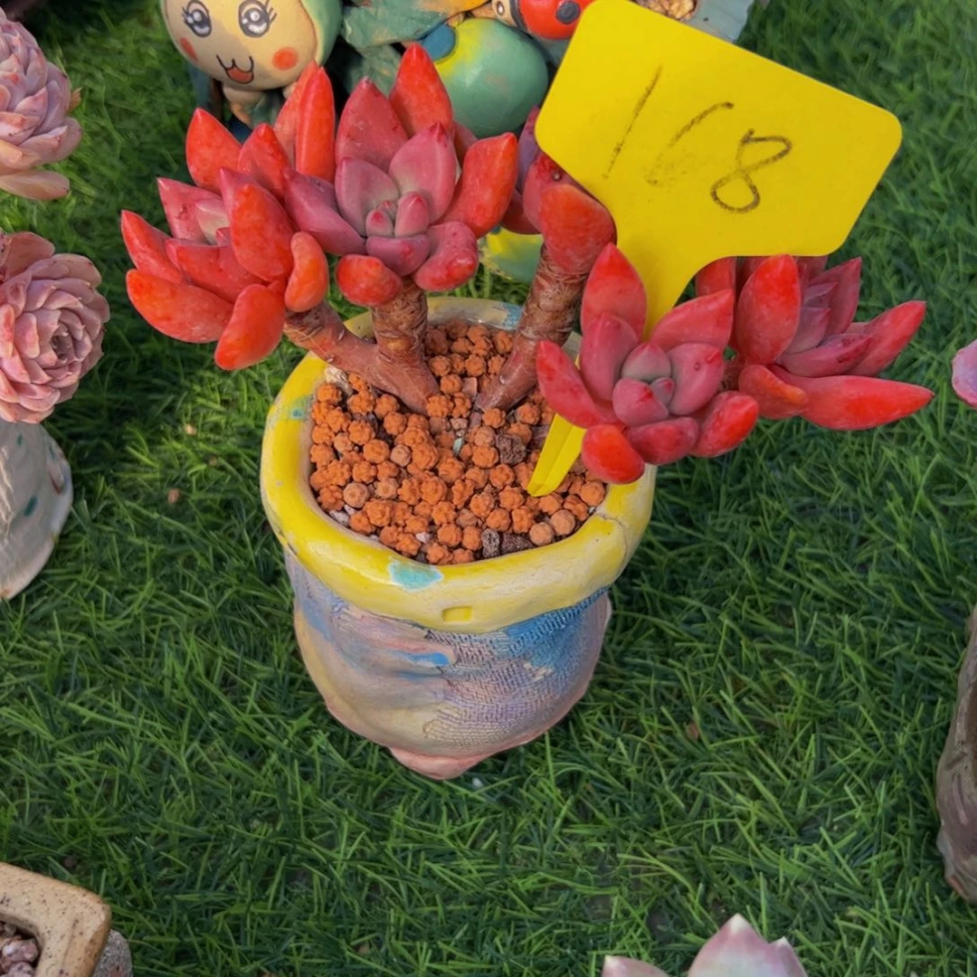 经**情五头小老桩桃花源168号