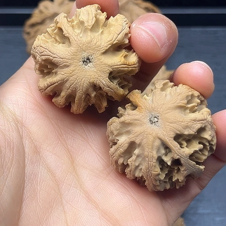 木质类秦岭突突突突突突突突