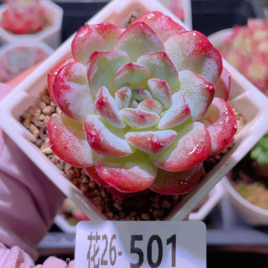 花利美26-501精选糖心