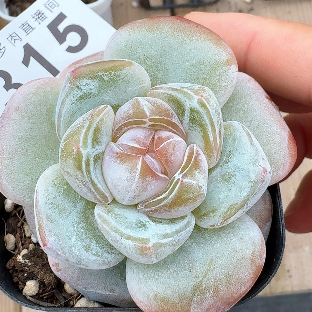 雪瓷            精美多肉植物