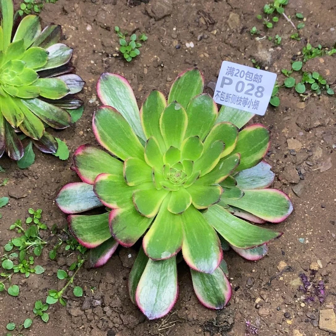 028半夏多肉法师锦