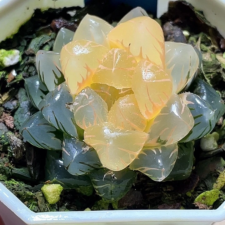 550水中月一物一拍