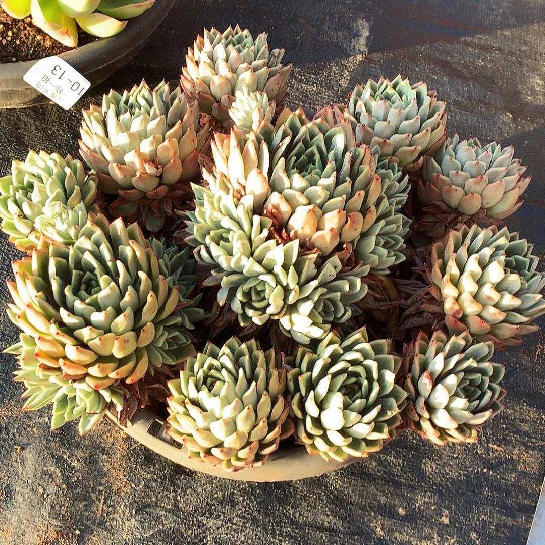 拉霍亚爪一物一拍10-14