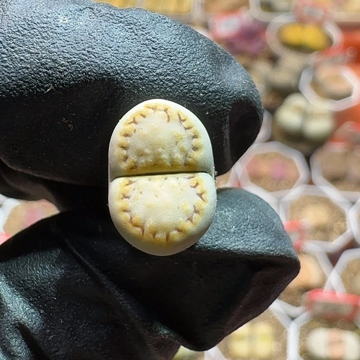 生石花223:：：。  180