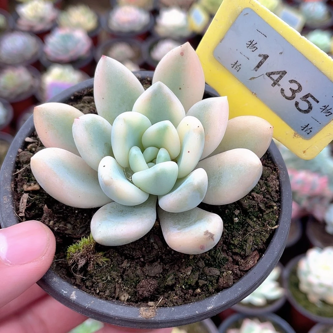 奥普锦1435号多肉