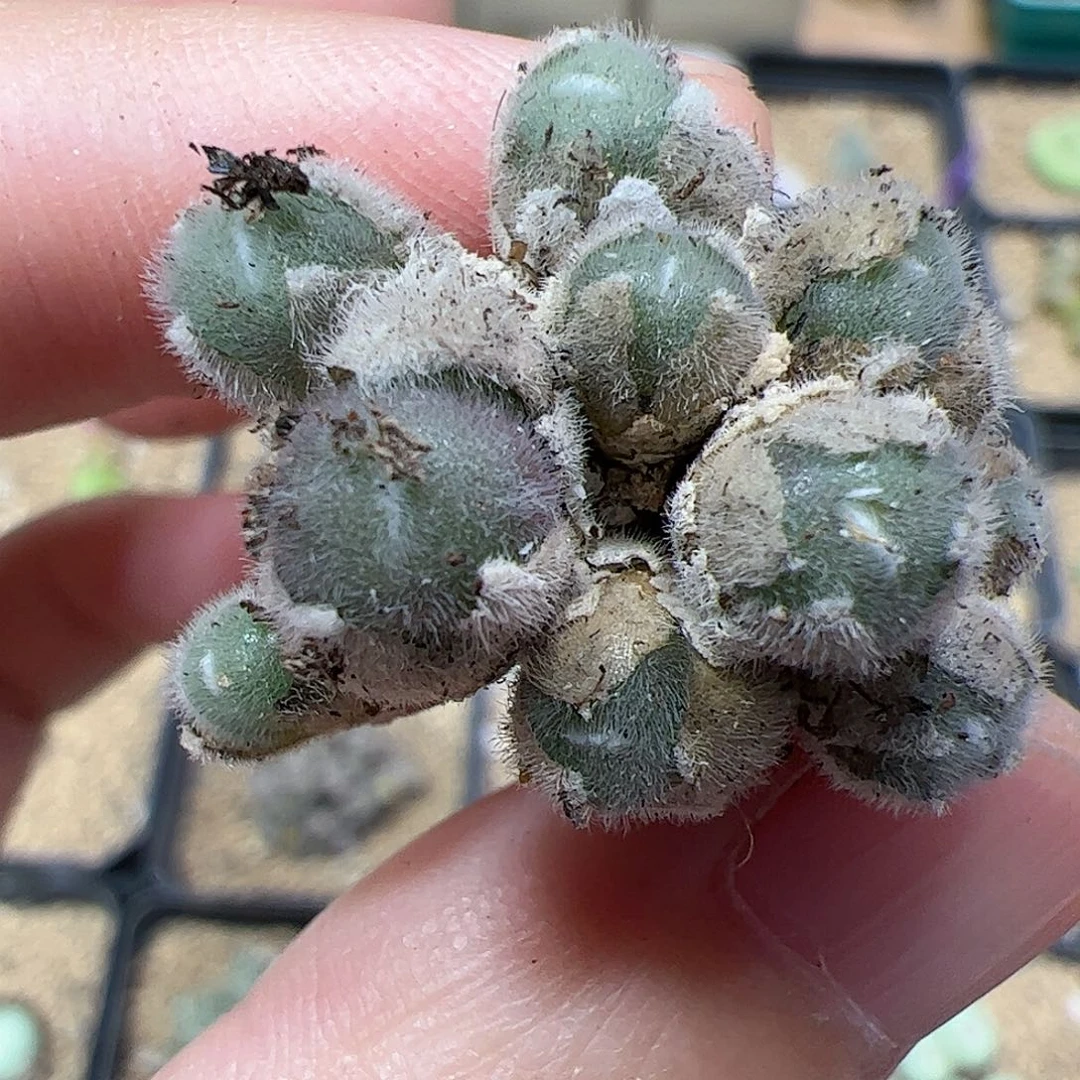 【闪购商品】300 毛球