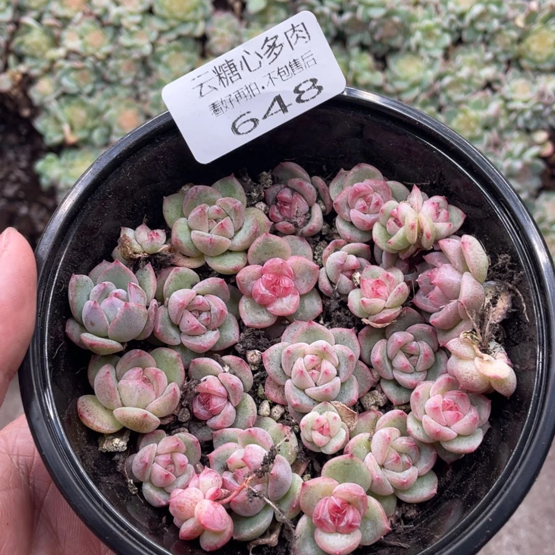云糖心多肉植物648