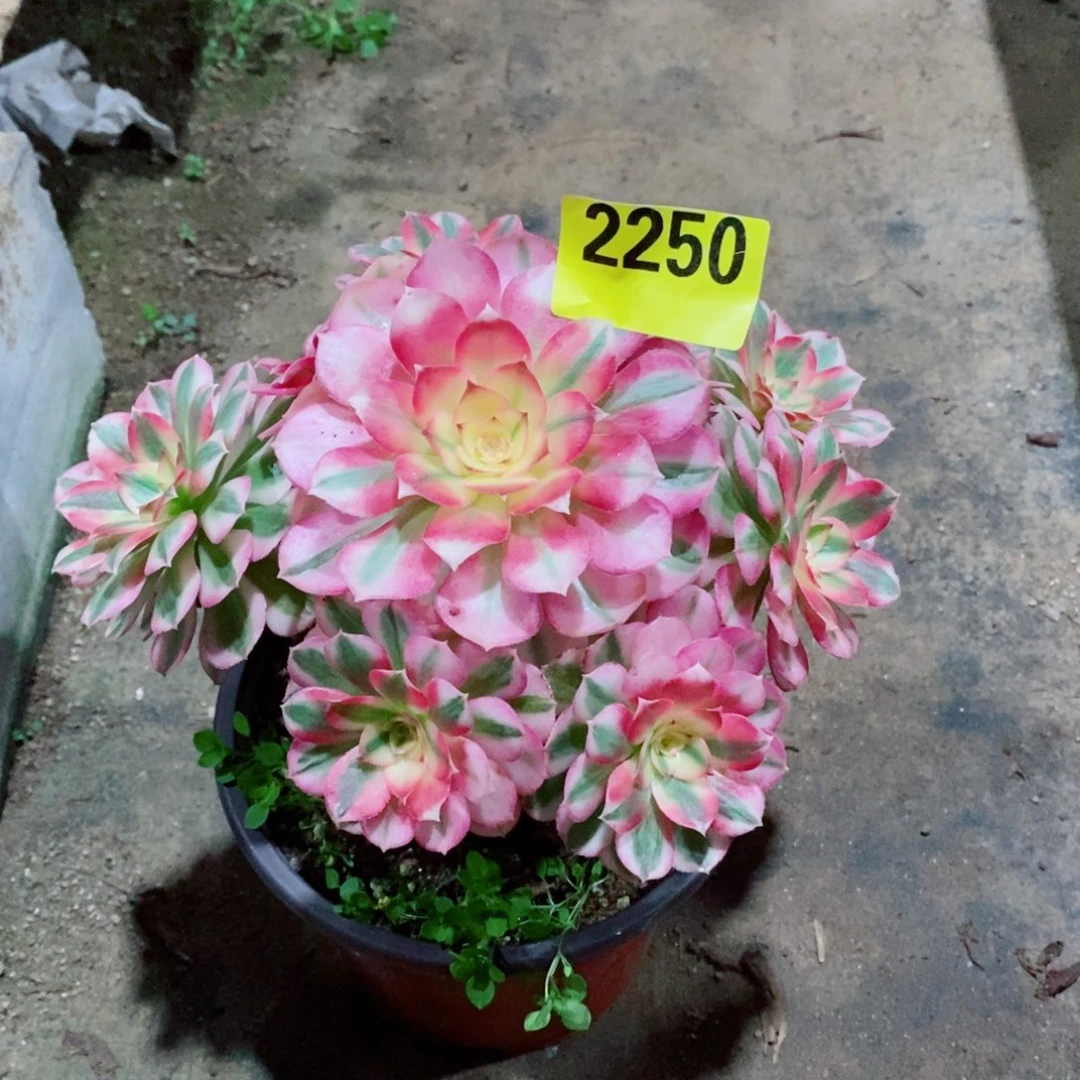 青城多肉法师2250