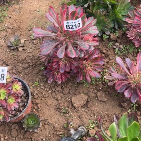 210香香不包断枝