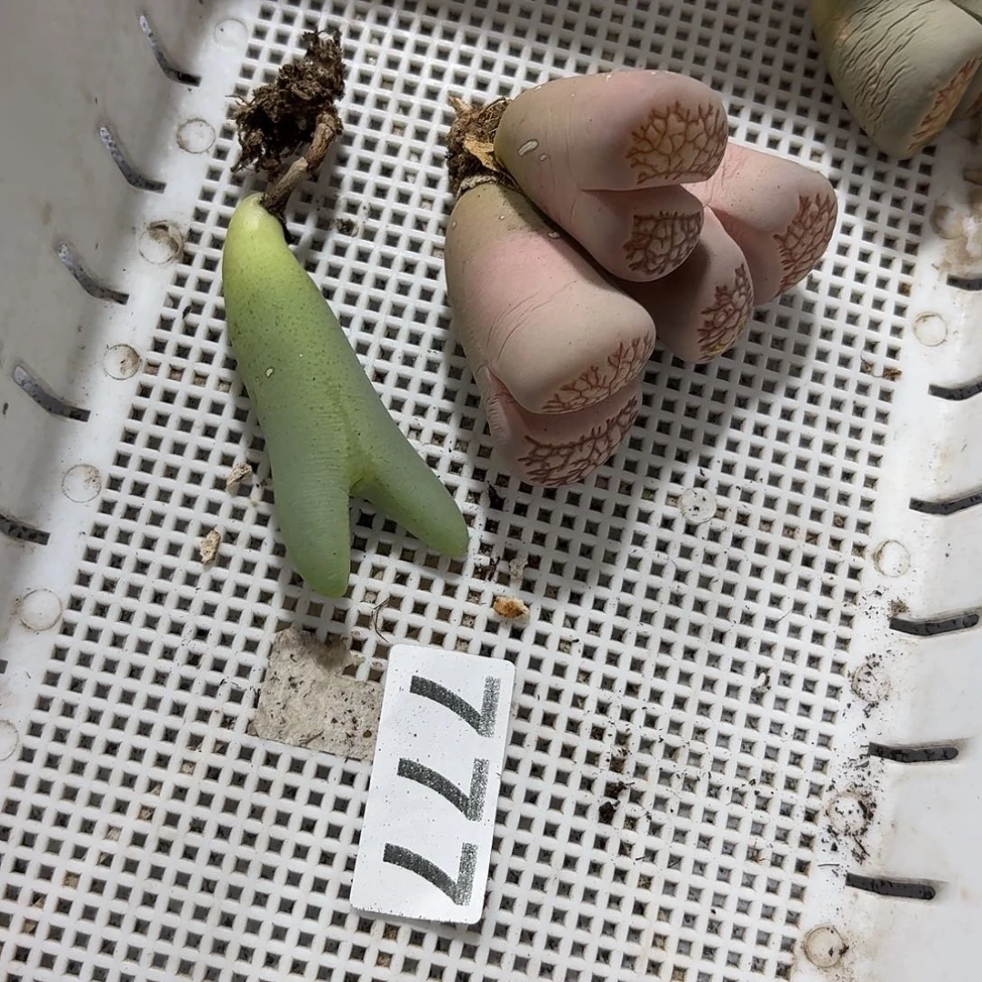 小***七生石花一物一拍3颗777