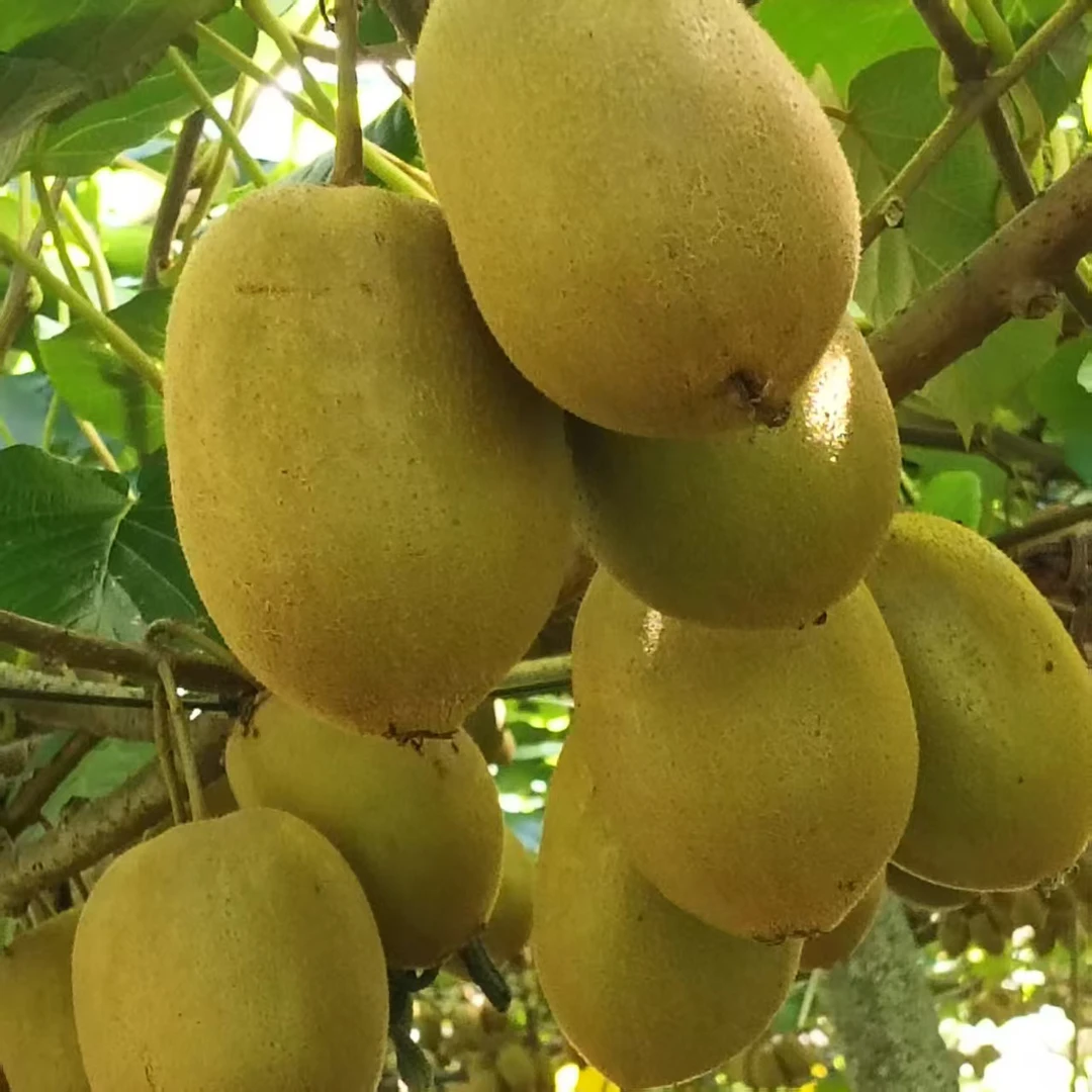 云南高山黄心奇异果猕猴桃