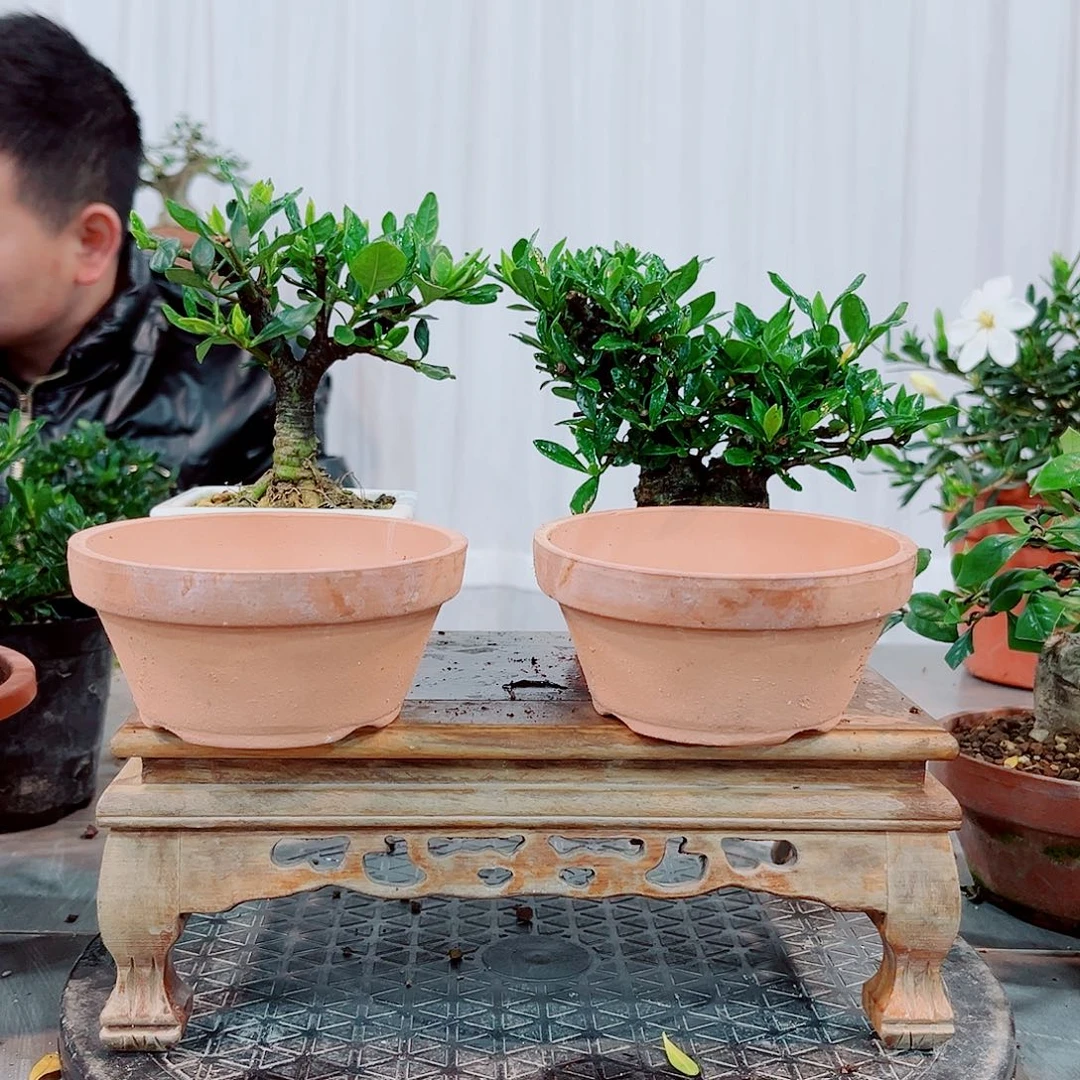 红陶微法莲，清誉