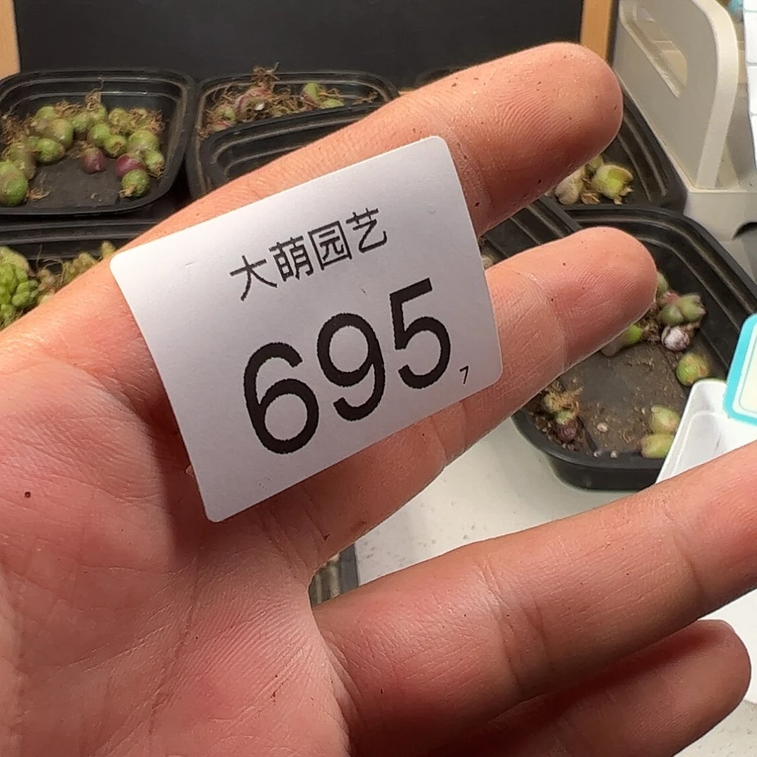 一**牧0000695量拍红宝石枝杆1枝无根