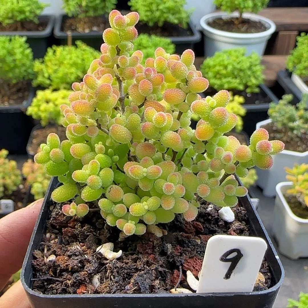 蜜橘糖球一物一拍
