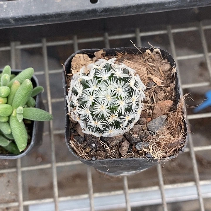 冬***️开播仙人球一物一拍