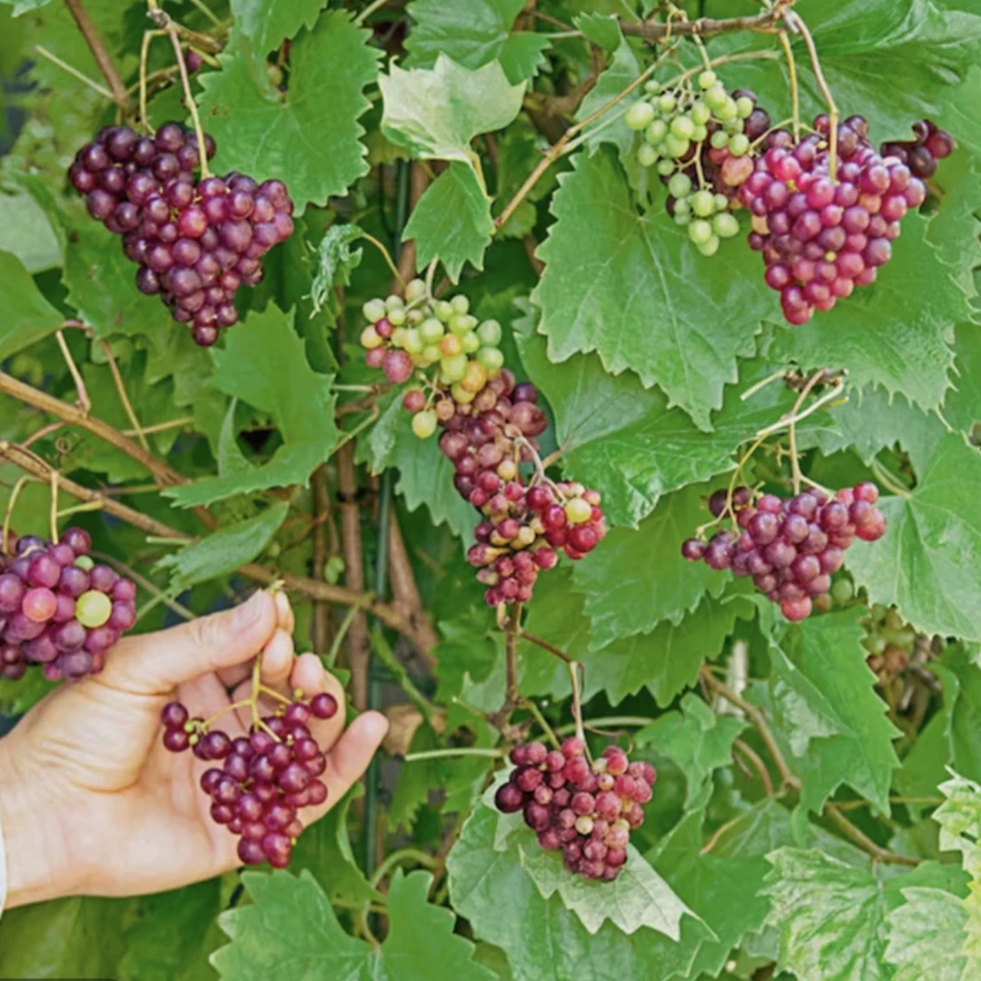 【圆叶葡萄 微红梅】家庭庭院花园盆栽果树苗爬藤植物耐寒南北方