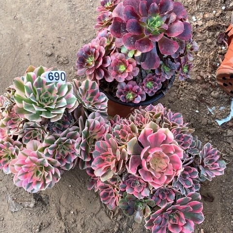 690三颗法师多肉植物