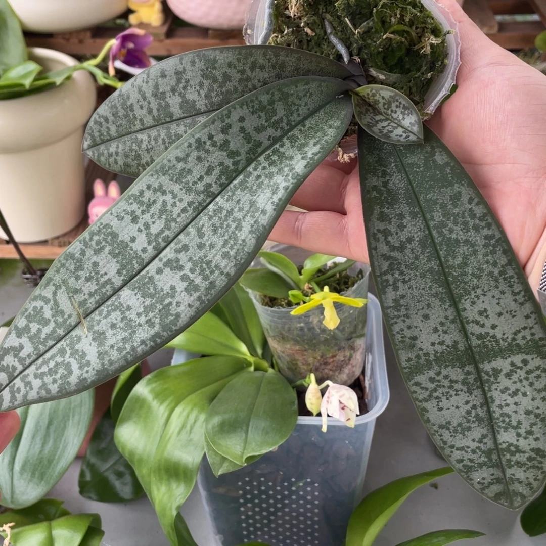 当前无花栽培后可以开花swr23PU，西交黄史，2.5苗叶损