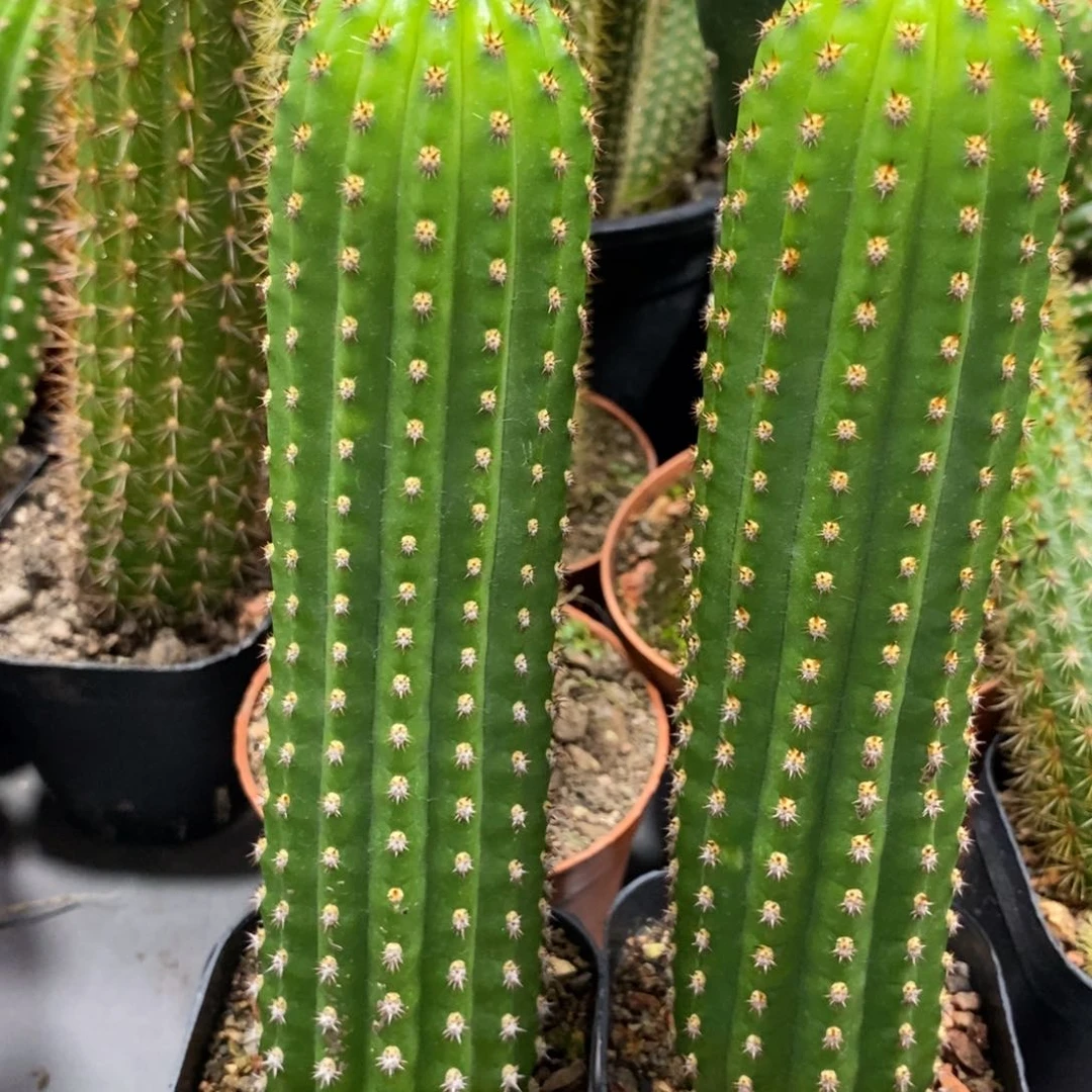 自根进口金妞金4保15公分