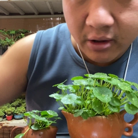 红陶m****9一物一拍所见即所得66