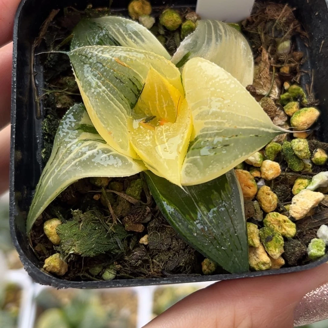 582茜云芭提雅锦糊斑趋势哈哈哈哈哈哈