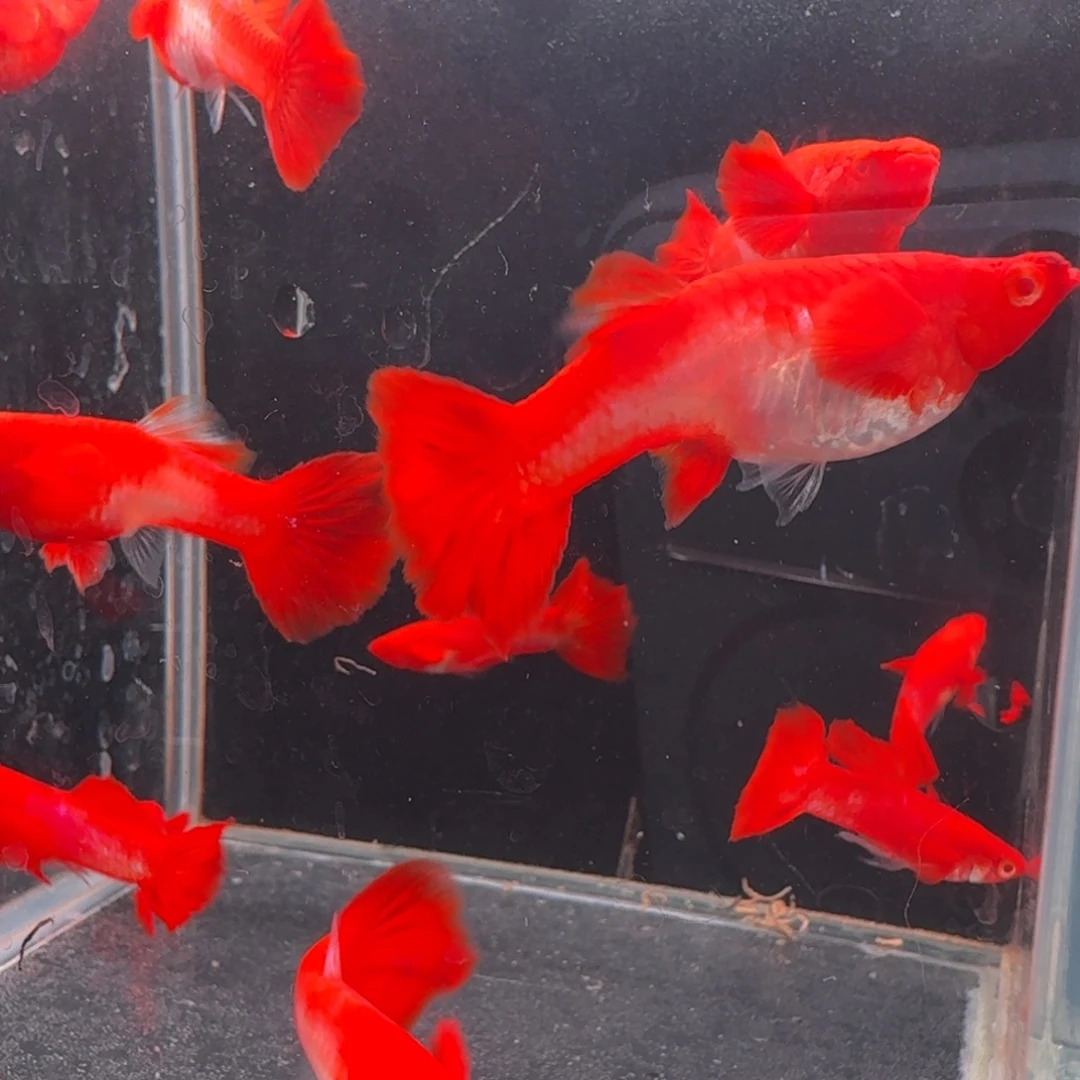 孔雀鱼小号24条 2公18母送4个备损