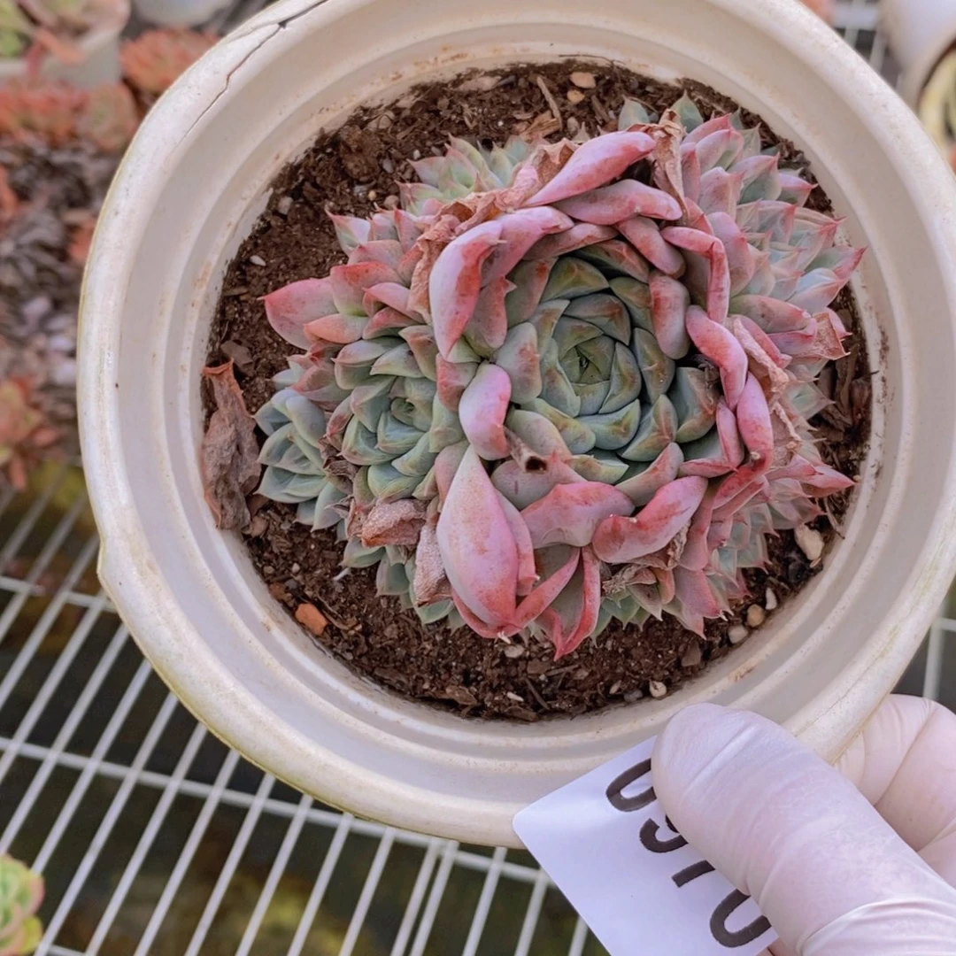 小***圆0970不知名一物一拍