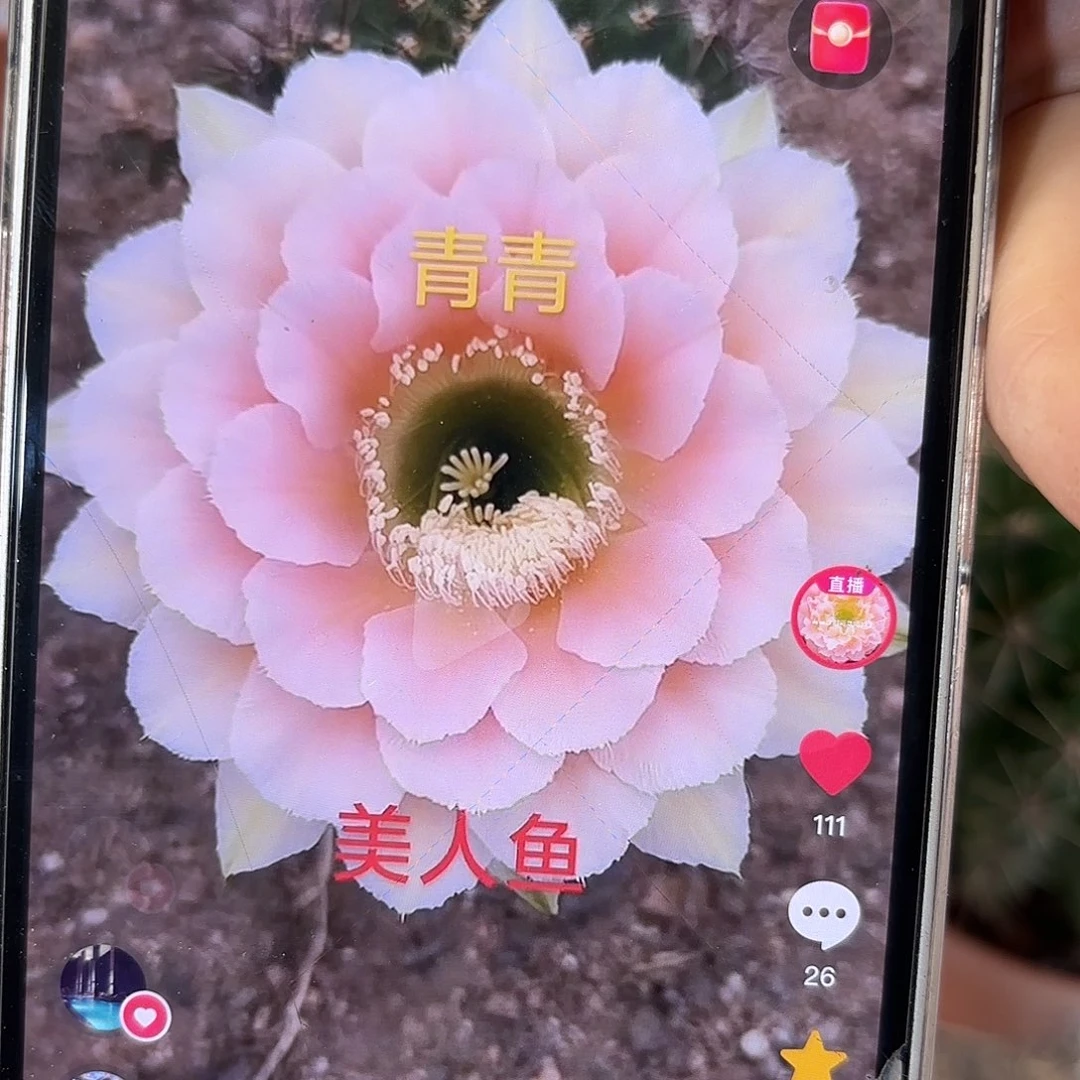 彩草青青美人鱼9公分左右