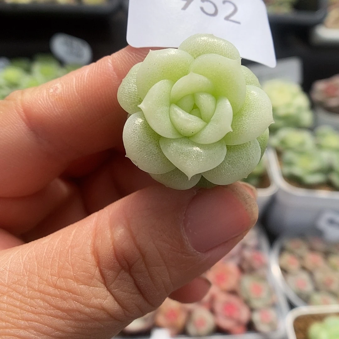 一物一拍一物一拍925-952